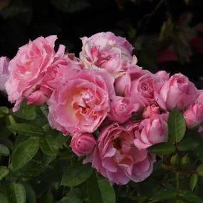 Carefree Days Patio Rose (Rosa Carefree Days) 1